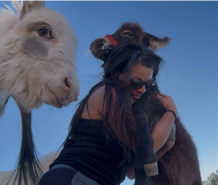 mini donkeys gelding for sale