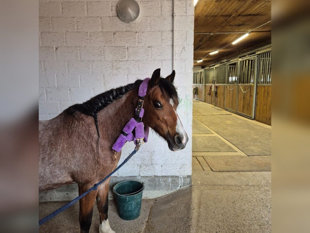 Welsh B Pony Available