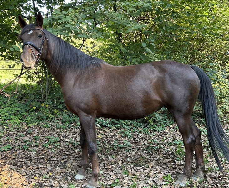 Württemberger Horse