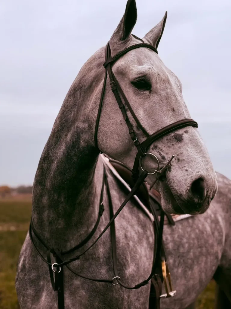 Irish Draught gelding for sale