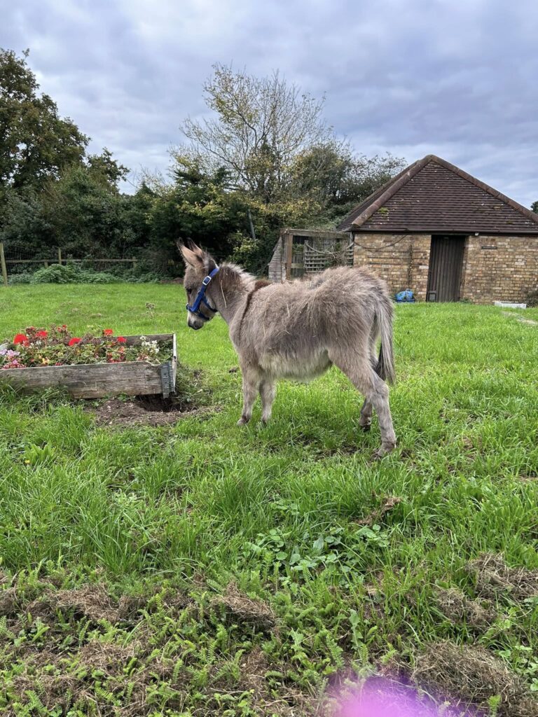 mini donkey