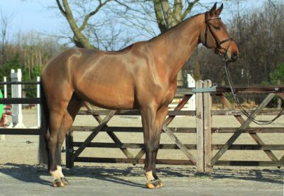 Warmblood Jumping Gelding for Sale