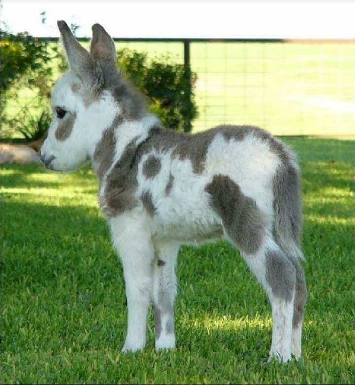 Miniature Donkeys