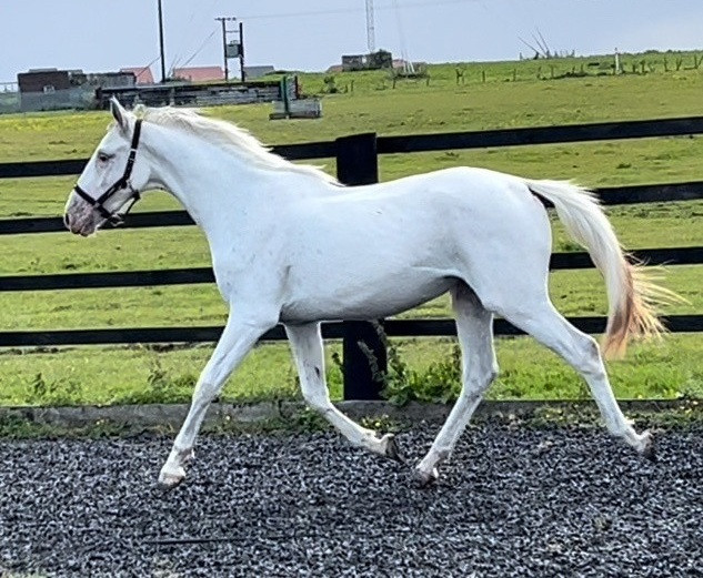 Appaloosa x Irish Draught Few Spot Filly