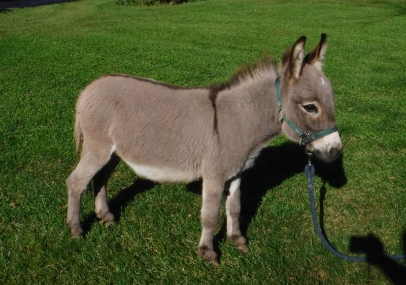 Gray-Dun Mini Donkey 25.5