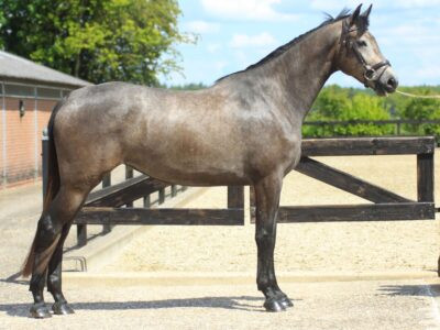 Young Jumping Mare for Sale