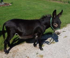 Prince Charming Black Jack Herd Sire