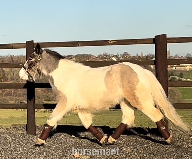 Dun Gelding Cob for Sale