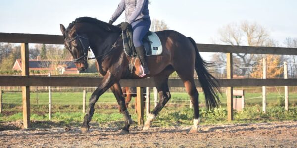 4-Year-Old Belgian Warmblood Gelding