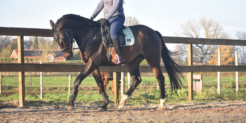 4-Year-Old Belgian Warmblood Gelding