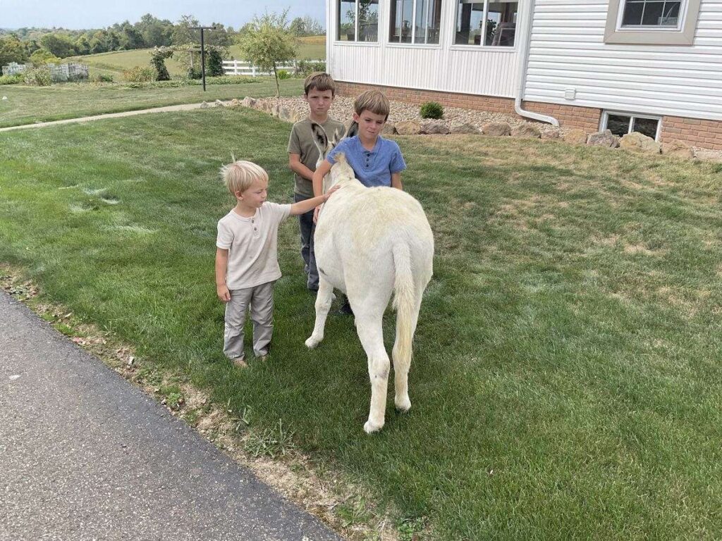 miniature donkey gelding for sale