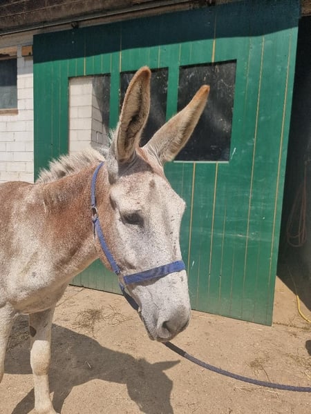 Chestnut Red Donkey Stallion