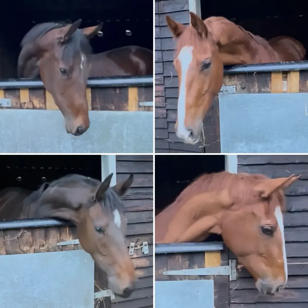 Thoroughbred Horses for Sale