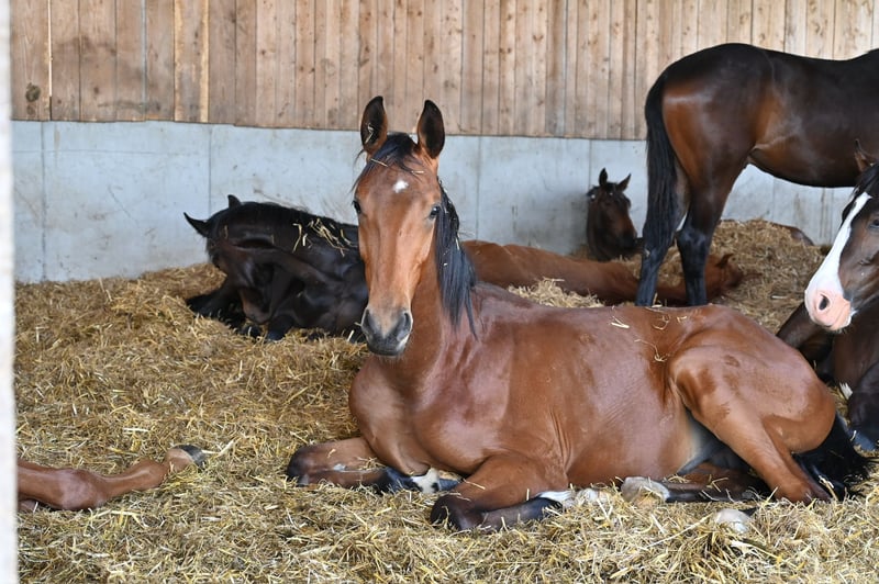 Horse Breeding Place