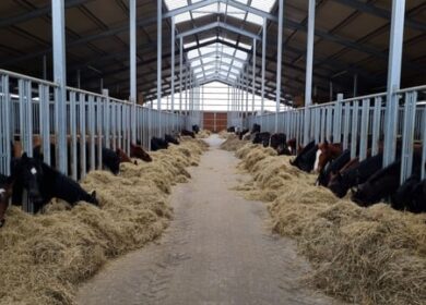 Horse Breeding Place