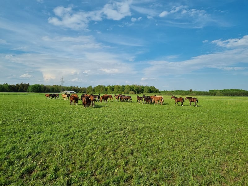 Horse Breeding Place