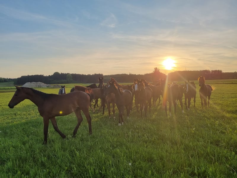 Horse Breeding Place