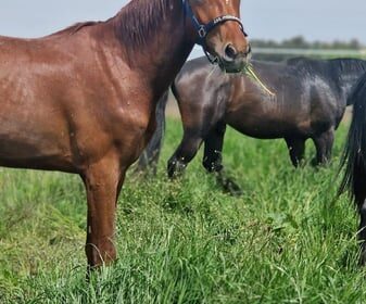 Horse Breeding Place