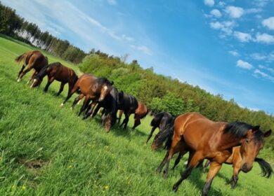 Horse Breeding Place – Quality Breeding Facilities & Professional Services