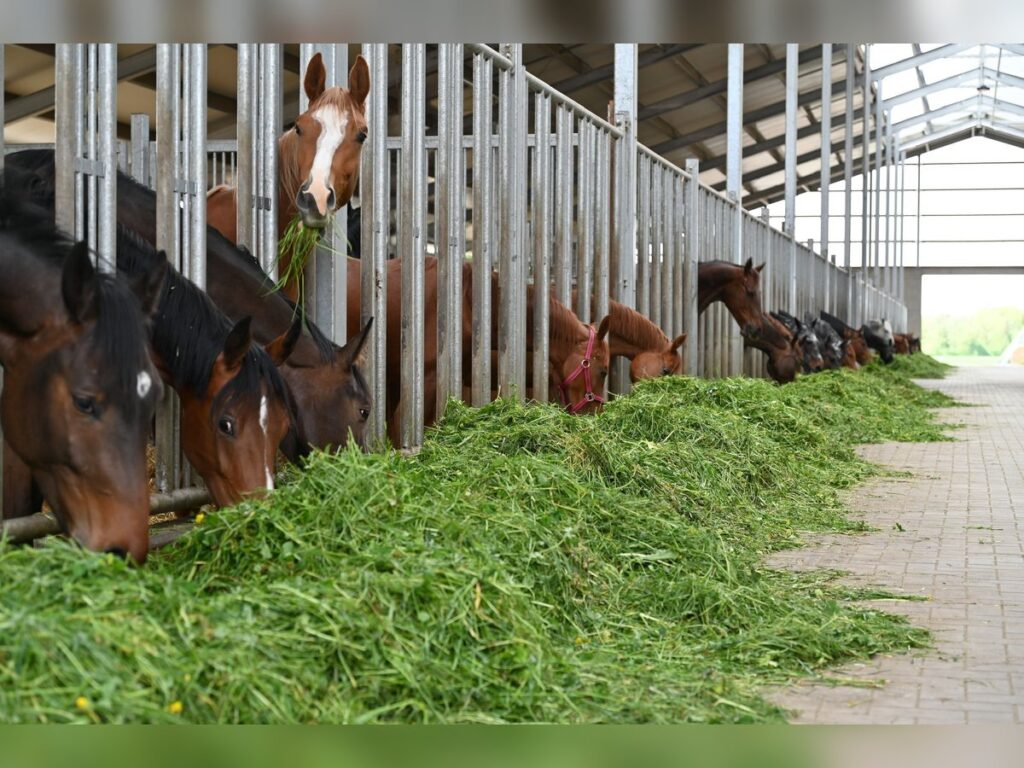 Horse Breeding Place