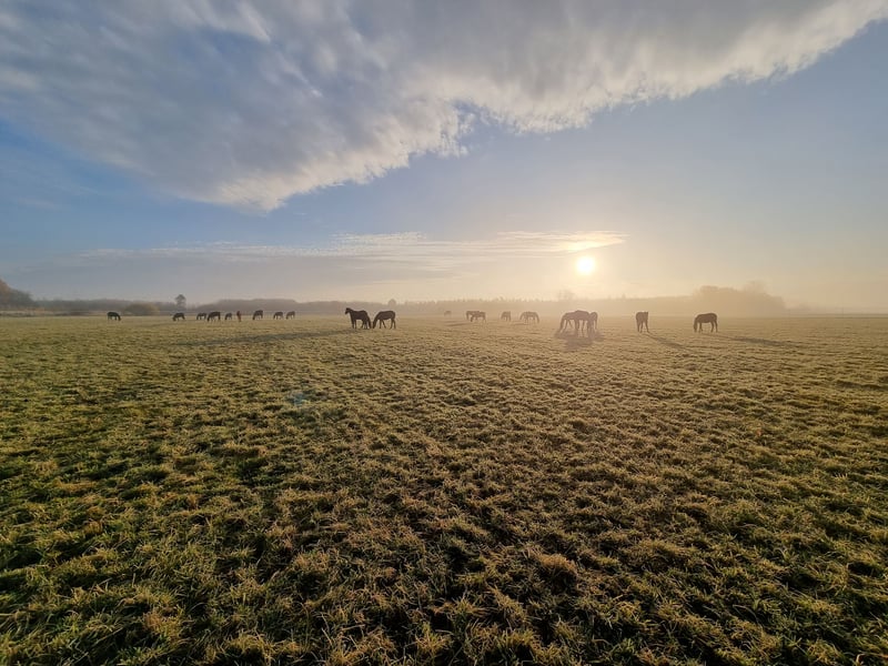 Horse Breeding Place