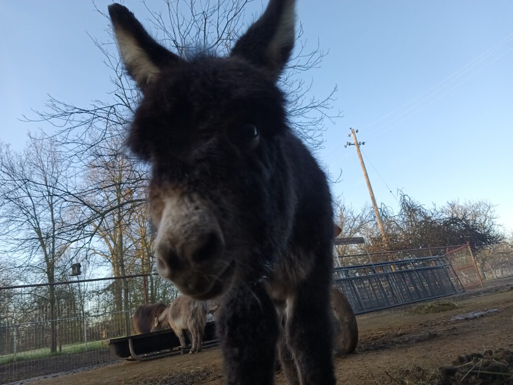 mini donkey foal