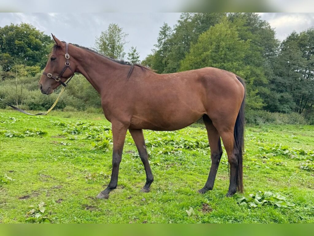 Thoroughbred horse for sale