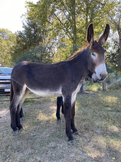 American Mammoth Jackstock for Sale