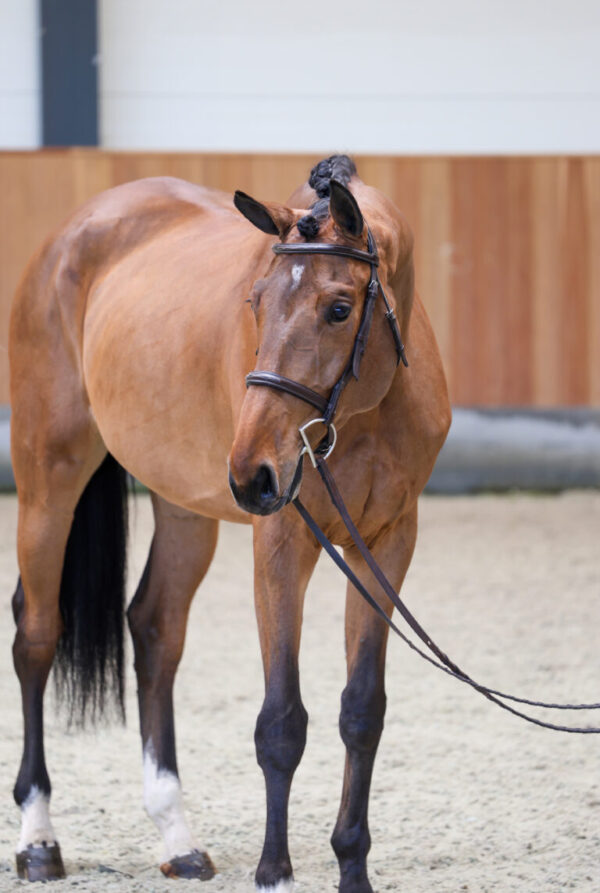 2023 Oldenburg Mare for Sale