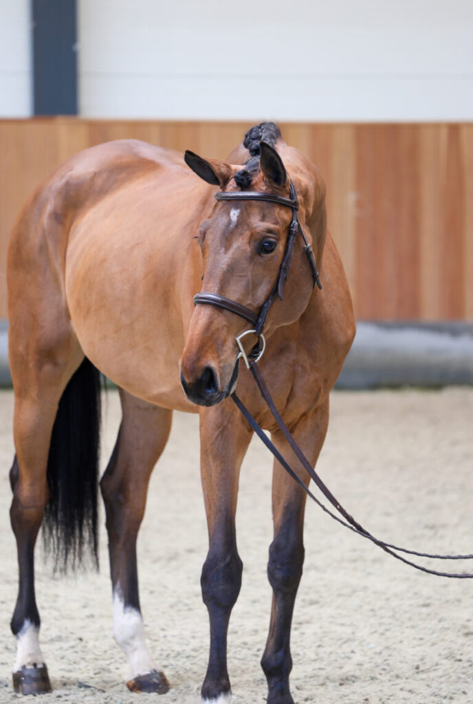 2023 Oldenburg Mare for Sale