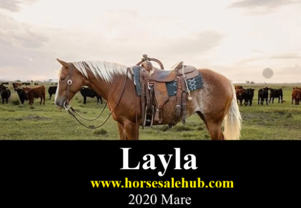 2020 Sorrel Rabicano Paint Mare For Sale