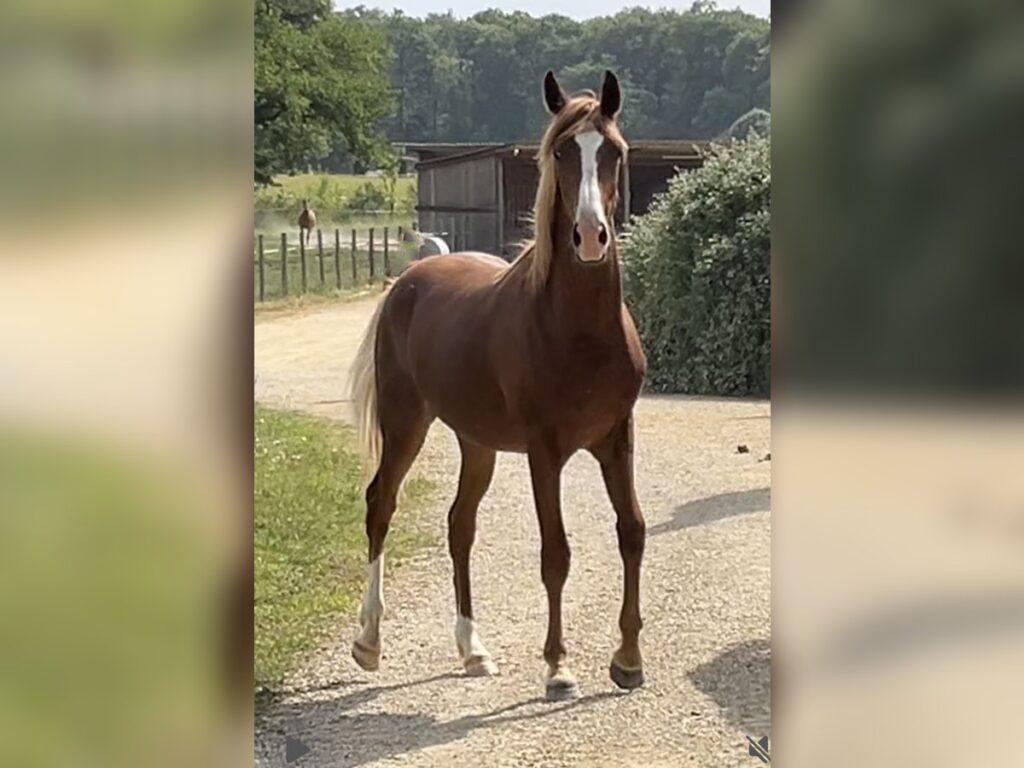 Half Arab Gelding For Sale