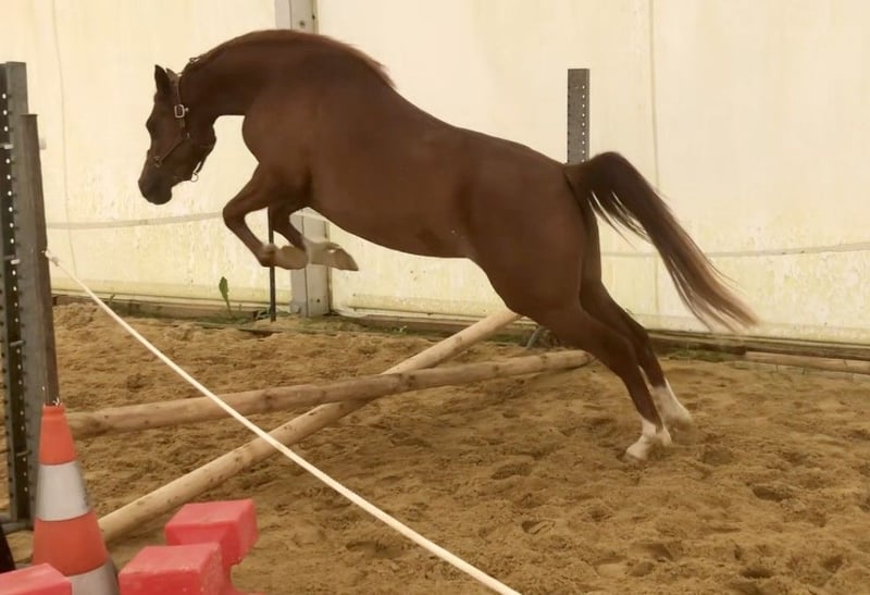 Sorrel Asil Arabian x Thoroughbred Mare For Sale