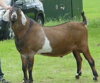 Anglo-Nubian Goat for Sale
