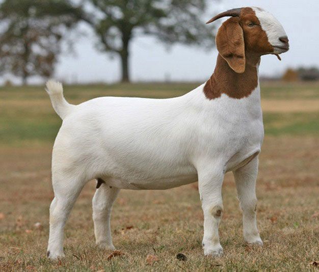 Boer Goat for Sale