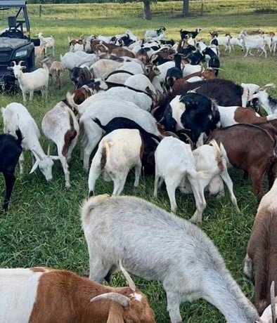 Boer Goats for Sale