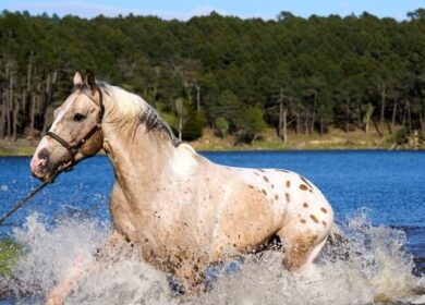 Why Horse Riding is a Great Activity