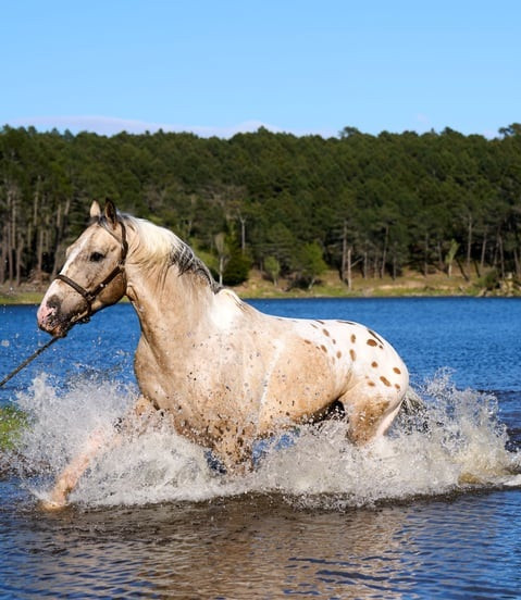 Why Horse Riding is a Great Activity