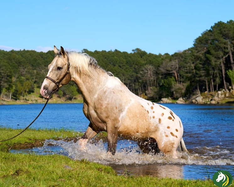 spanish horses for sale