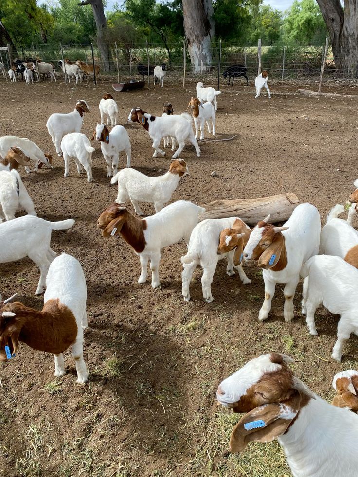 goats for sale – meat goat