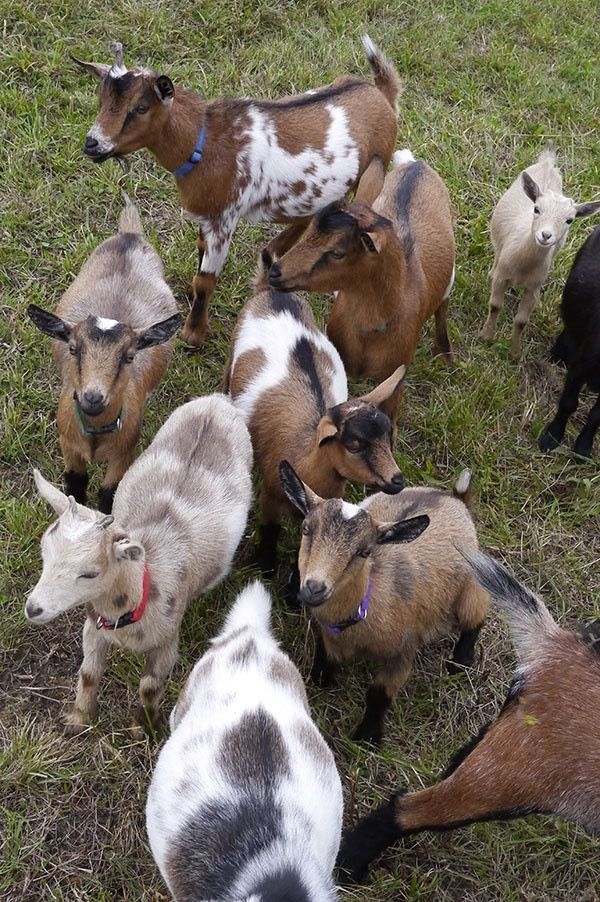 Breeding Goats