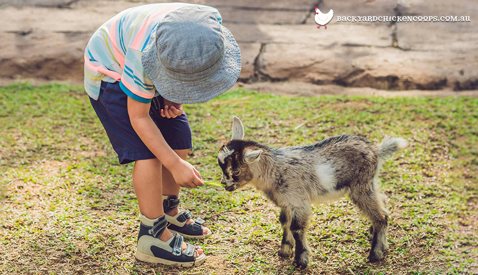 goats for sale – miniature goat