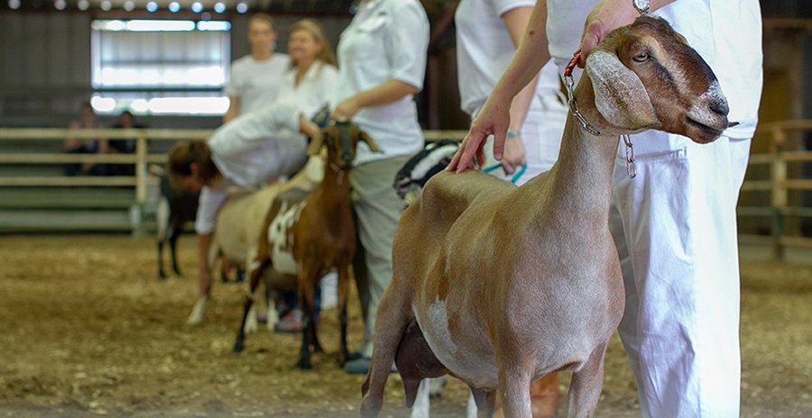 Dairy Goats for sale 
