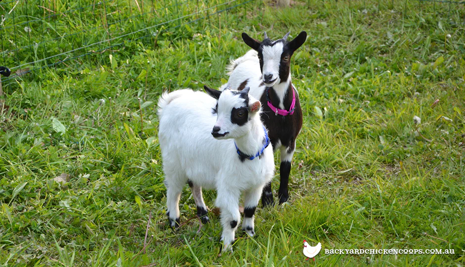Miniature Goats