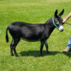 Mammoth donkey for sale