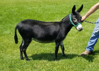 Mammoth donkey for sale