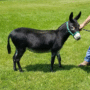 Mammoth donkey for sale
