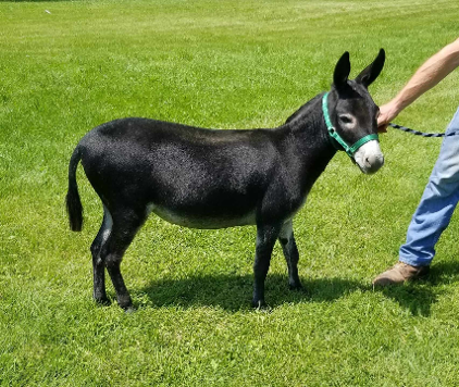 Mammoth donkey for sale